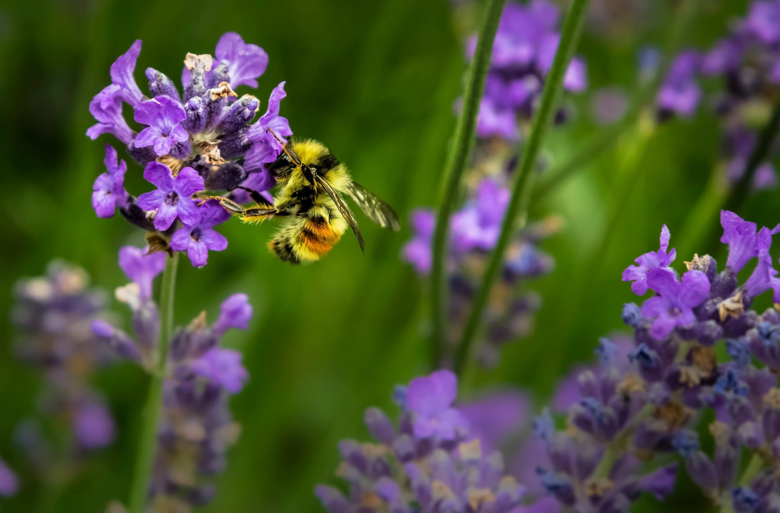 Bumblebee pollinating lavender flowers